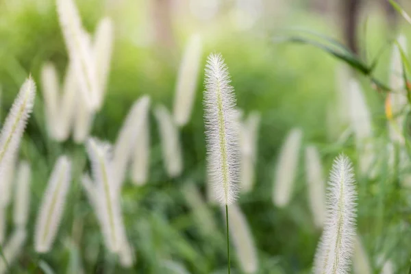 Eine bunte Grasblume und eine leichte, schöne Sommerlandschaft. — Stockfoto