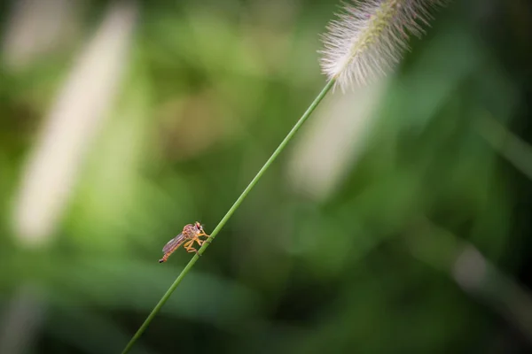 Vackra insekter på en blad-närbild — Stockfoto