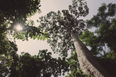 Büyük ağaç: içinde belgili tanımlık vahşi bugün kalan büyük ağaca arıyorsunuz.