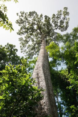Büyük ağaç: içinde belgili tanımlık vahşi bugün kalan büyük ağaca arıyorsunuz.