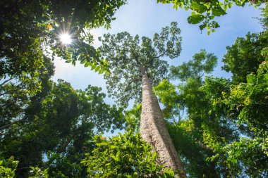 Büyük ağaç: içinde belgili tanımlık vahşi bugün kalan büyük ağaca arıyorsunuz.