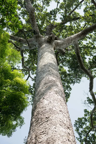 Büyük ağaç: içinde belgili tanımlık vahşi bugün kalan büyük ağaca arıyorsunuz.