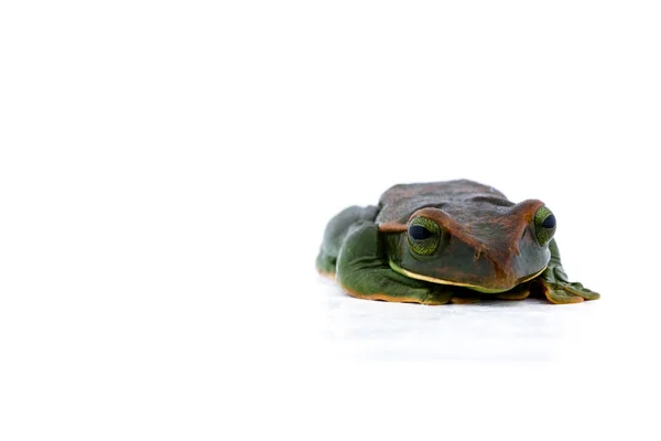 Primer plano de Fea 's Tree Frog sobre un fondo blanco, Anfibio de Tailandia — Foto de Stock