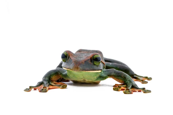 Close-up van Fea van boomkikker op een witte achtergrond, amfibieën van Thailand — Stockfoto