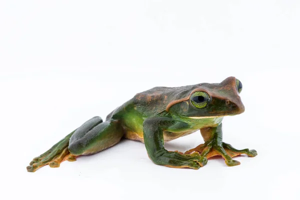 Primer plano de Fea 's Tree Frog sobre un fondo blanco, Anfibio de Tailandia — Foto de Stock