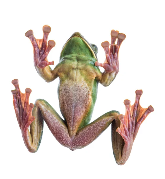흰색 배경, 양서류의 태국에 Fea의 나무 개구리의 클로즈업 — 스톡 사진