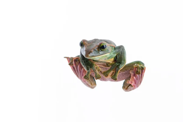 Close-up of  Fea's Tree Frog on a white background ,Amphibian of Thailand — Stock Photo, Image