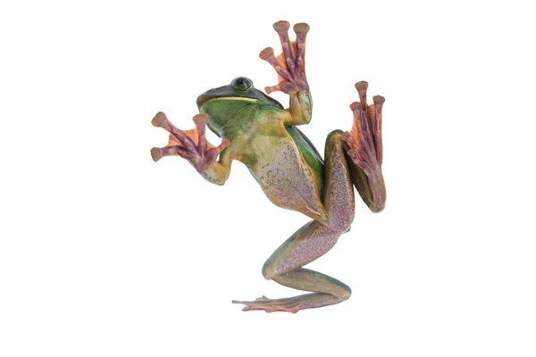 Close-up de Fea 's Tree Frog em um fundo branco, Anfíbio da Tailândia — Fotografia de Stock