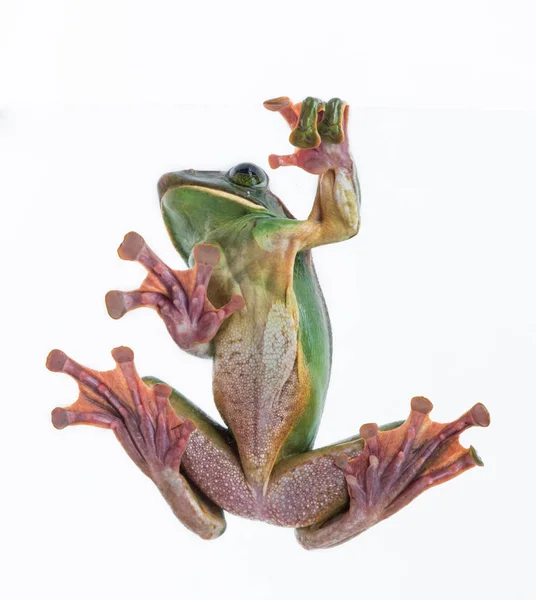 Крупный план Fea 's Tree Frog на белом фоне, амфибия Таиланда — стоковое фото