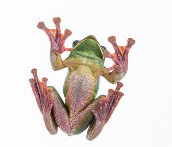有限元分析的树蛙在白色的背景下，泰国两栖动物的特写镜头 — 图库照片