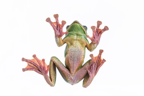 Close-up de Fea 's Tree Frog em um fundo branco, Anfíbio da Tailândia — Fotografia de Stock