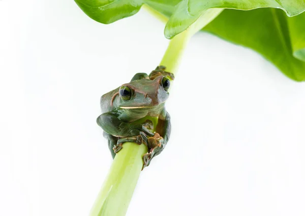 Närbild av feas lövgroda på en vit bakgrund, Amfibie i Thailand — Stockfoto