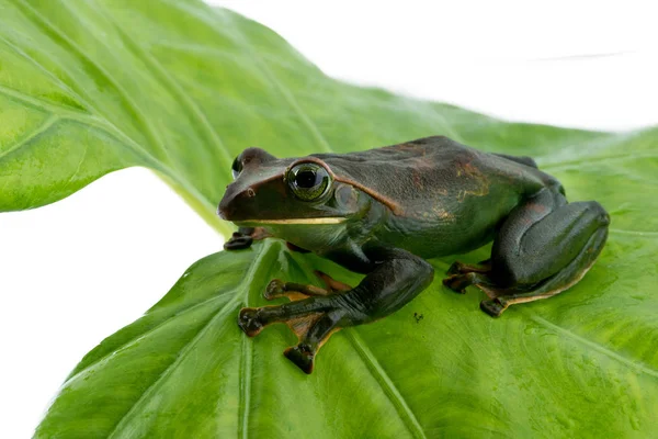 Primer plano de Fea 's Tree Frog sobre un fondo blanco, Anfibio de Tailandia — Foto de Stock