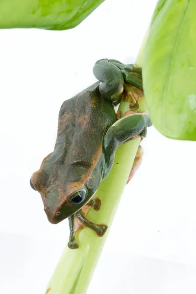 Primer plano de Fea 's Tree Frog sobre un fondo blanco, Anfibio de Tailandia —  Fotos de Stock