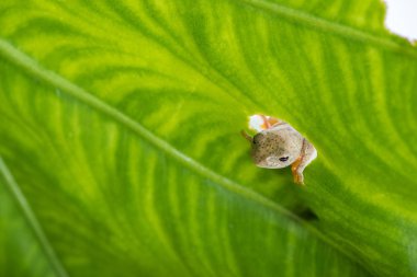 Yeşil yaprak merak seyir ikiz benekli Treefrog (Rhacophorus bipunctatus)