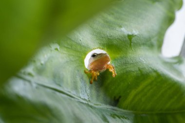 Yeşil yaprak merak seyir ikiz benekli Treefrog (Rhacophorus bipunctatus)