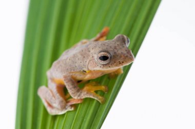 Beyaz bir arka plan üzerinde ikiz benekli Treefrog (Rhacophorus bipunctatus)