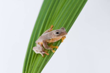 Beyaz bir arka plan üzerinde ikiz benekli Treefrog (Rhacophorus bipunctatus)