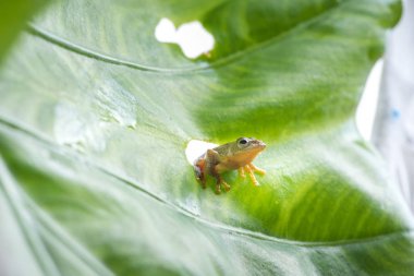 Beyaz bir arka plan üzerinde ikiz benekli Treefrog (Rhacophorus bipunctatus)
