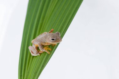 Beyaz bir arka plan üzerinde ikiz benekli Treefrog (Rhacophorus bipunctatus)