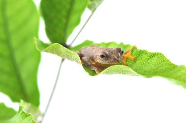 Beyaz bir arka plan üzerinde ikiz benekli Treefrog (Rhacophorus bipunctatus)