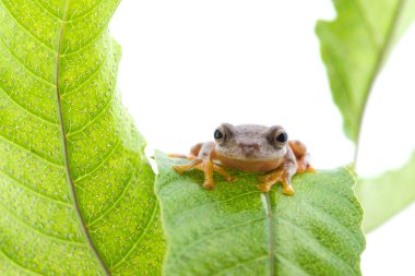 Beyaz bir arka plan üzerinde ikiz benekli Treefrog (Rhacophorus bipunctatus)