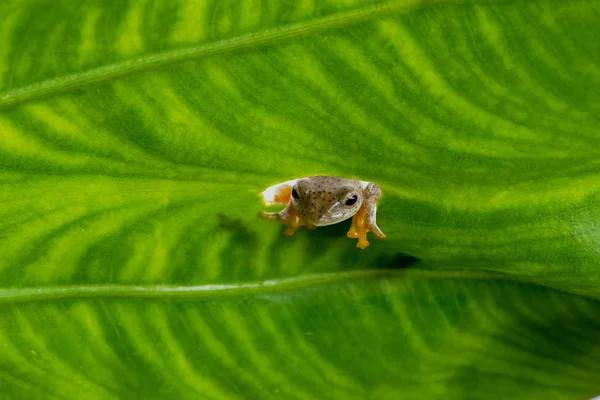Twin skvrnitý Treefrog (Rhacophorus pruhovaná) hledá zvědavý na zelený list — Stock fotografie
