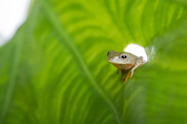 Sapo-de-árvore-pintado-gêmeo (Rhacophorus bipunctatus) que olha curioso na folha verde — Fotografia de Stock