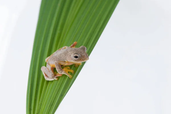 Twin skvrnitý Treefrog (Rhacophorus pruhovaná) na bílém pozadí — Stock fotografie