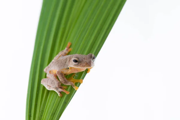 흰색 배경에 쌍둥이 발견 Treefrog (월리스 bipunctatus) — 스톡 사진