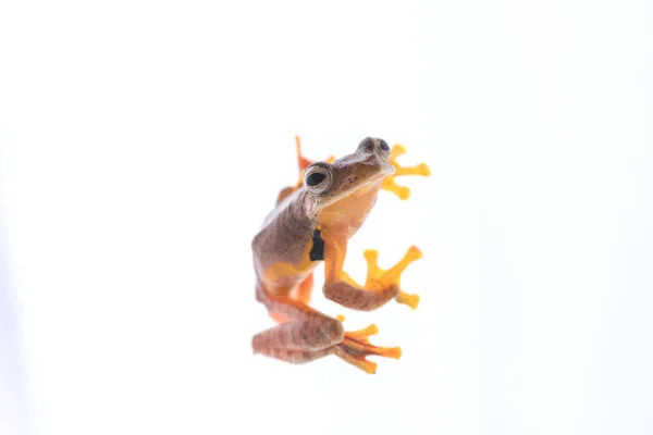 Twin skvrnitý Treefrog (Rhacophorus pruhovaná) na bílém pozadí — Stock fotografie