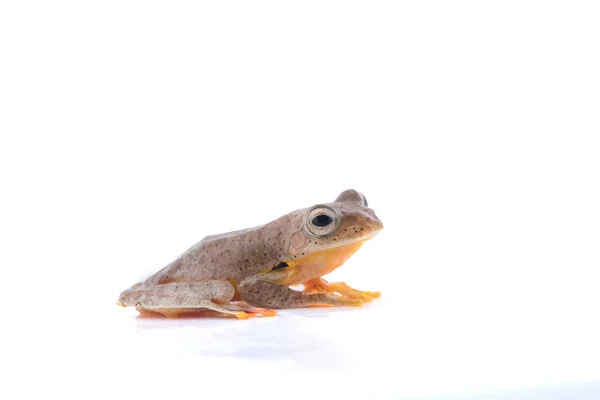 Sapo-de-árvore-pintado-gêmeo (Rhacophorus bipunctatus) sobre um fundo branco — Fotografia de Stock