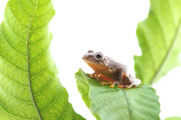 Twin skvrnitý Treefrog (Rhacophorus pruhovaná) na bílém pozadí — Stock fotografie