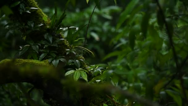 Pluie tombante dans la forêt tropicale humide 