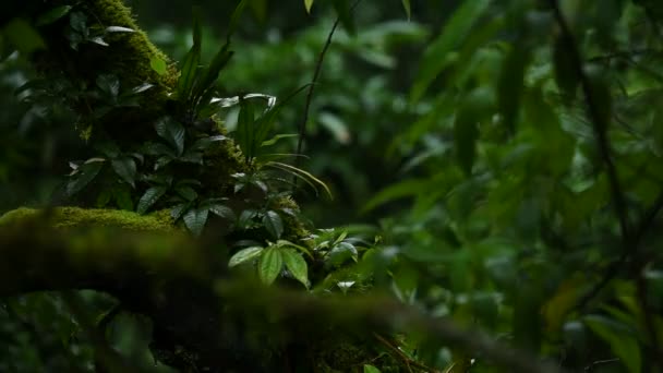 Regenfälle im tropischen Regenwald — Stockvideo