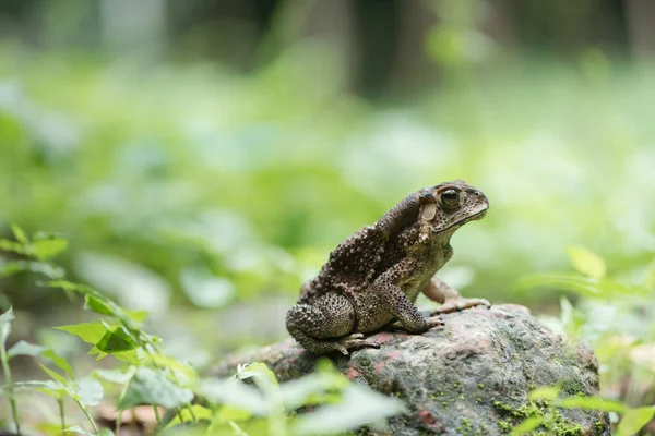 Ασιατικές κοινή toad στην αίσθηση της φύσης, αμφίβιο της Ταϊλάνδης — Φωτογραφία Αρχείου