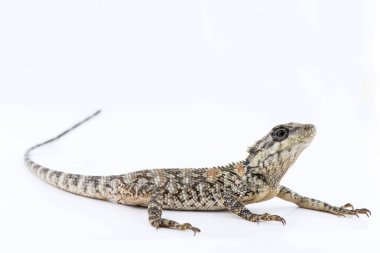  Lacertilia (Sauria) beyaz arka plan üzerinde 