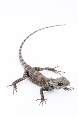  Lacertilia (Sauria) beyaz arka plan üzerinde 