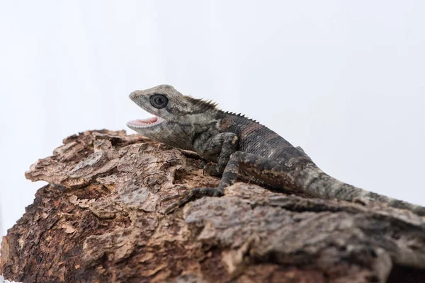 Lacertilia (Sauria) beyaz arka plan üzerinde — Stok fotoğraf