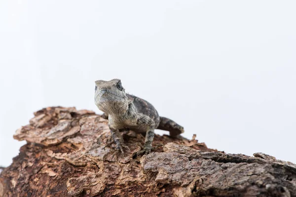 Lacertilia (Sauria) beyaz arka plan üzerinde — Stok fotoğraf