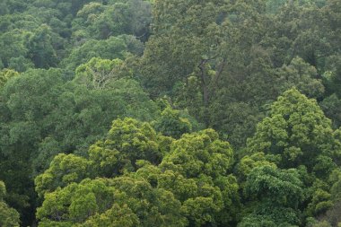 Manzaralı kuru tropikal yaprak dökmeyen orman, Tayland