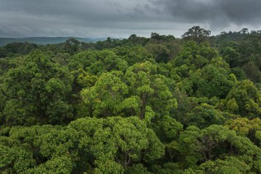 Manzaralı kuru tropikal yaprak dökmeyen orman, Tayland