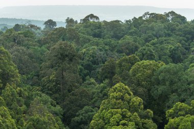 Manzaralı kuru tropikal yaprak dökmeyen orman, Tayland