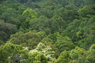 Manzaralı kuru tropikal yaprak dökmeyen orman, Tayland