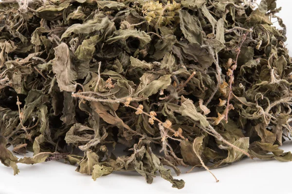 Beyaz arka planda, kutsal fesleğen bitki doğal alternatif bitkisel tıp alanında kullanılan Organik Kuru yeşil veya kutsal fesleğen (Ocimum tenuiflorum) yaprakları