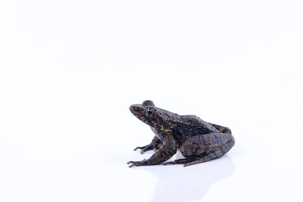 Odorrana andersonii: βάτραχος σε λευκό φόντο. — Φωτογραφία Αρχείου