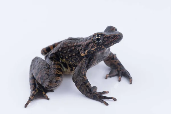 Odorrana andersonii: żaba na białym tle. — Zdjęcie stockowe