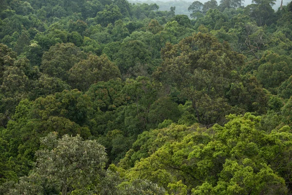 Vue paysage de forêt tropicale sèche à feuilles persistantes, Thaïlande — Photo