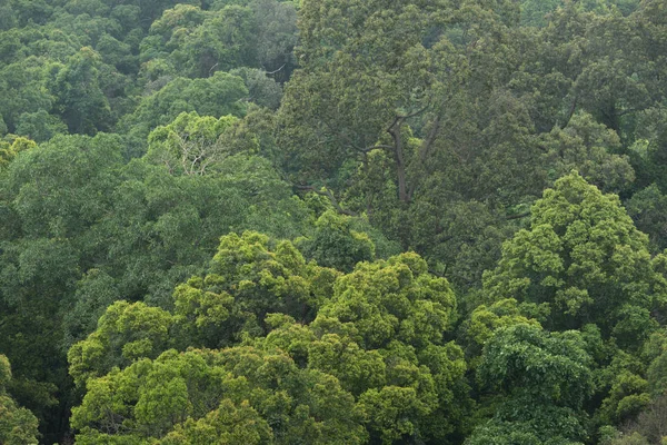 Vue paysage de forêt tropicale sèche à feuilles persistantes, Thaïlande — Photo