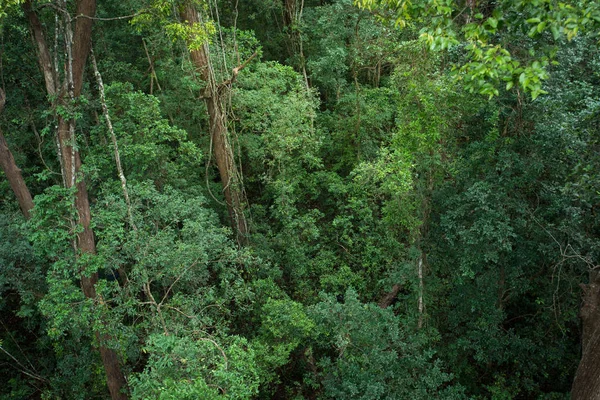 Landscape view of dry tropical evergreen forest,Thailand — Stock Photo, Image